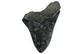Partial, Fossil Megalodon Tooth - Serrated Blade #185245-1